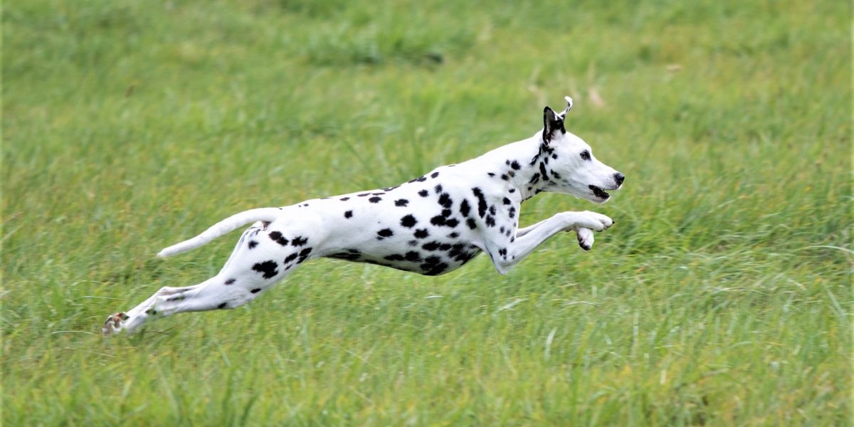 Dalmatian4-Crop